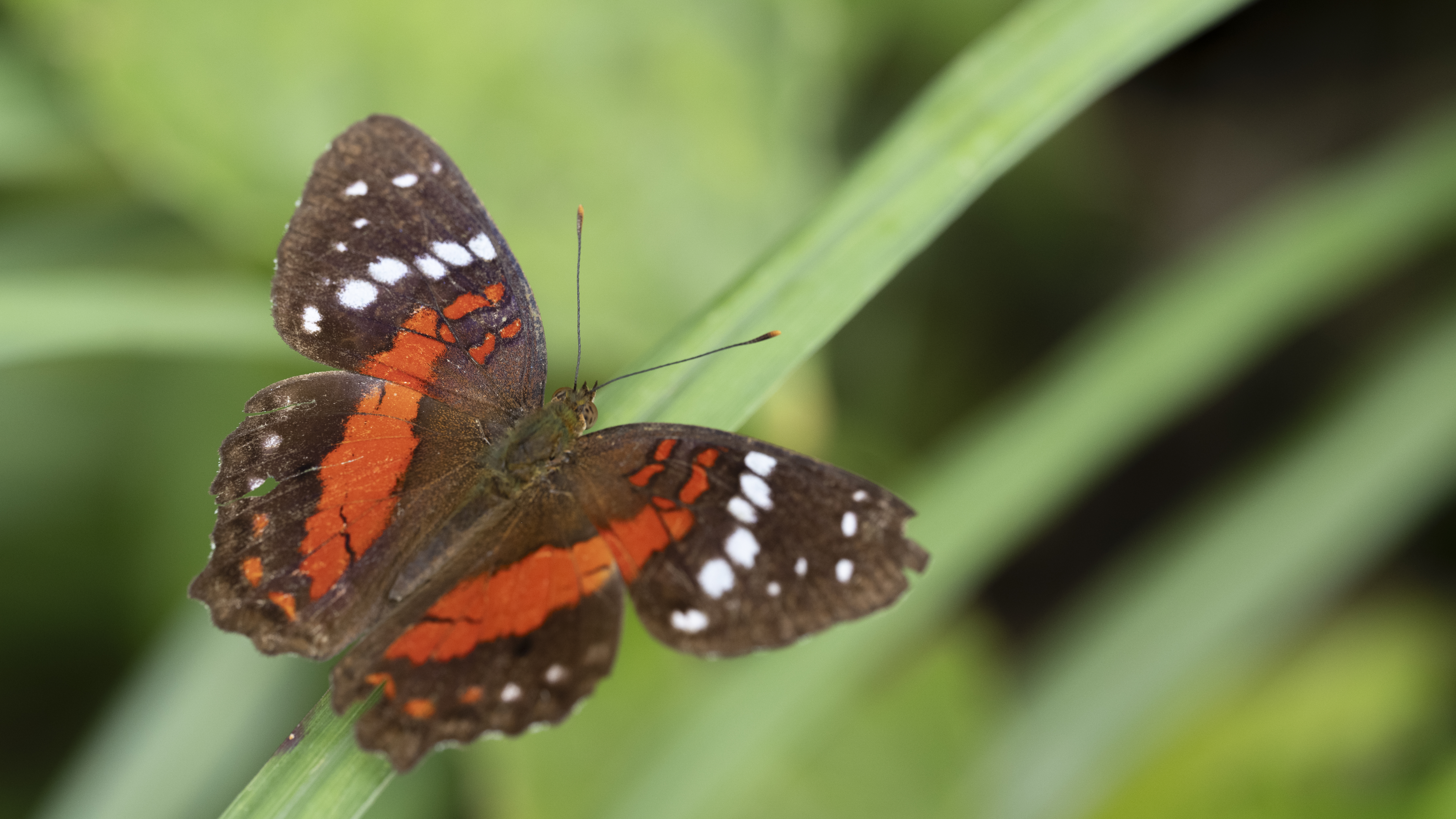 Anartia amathea