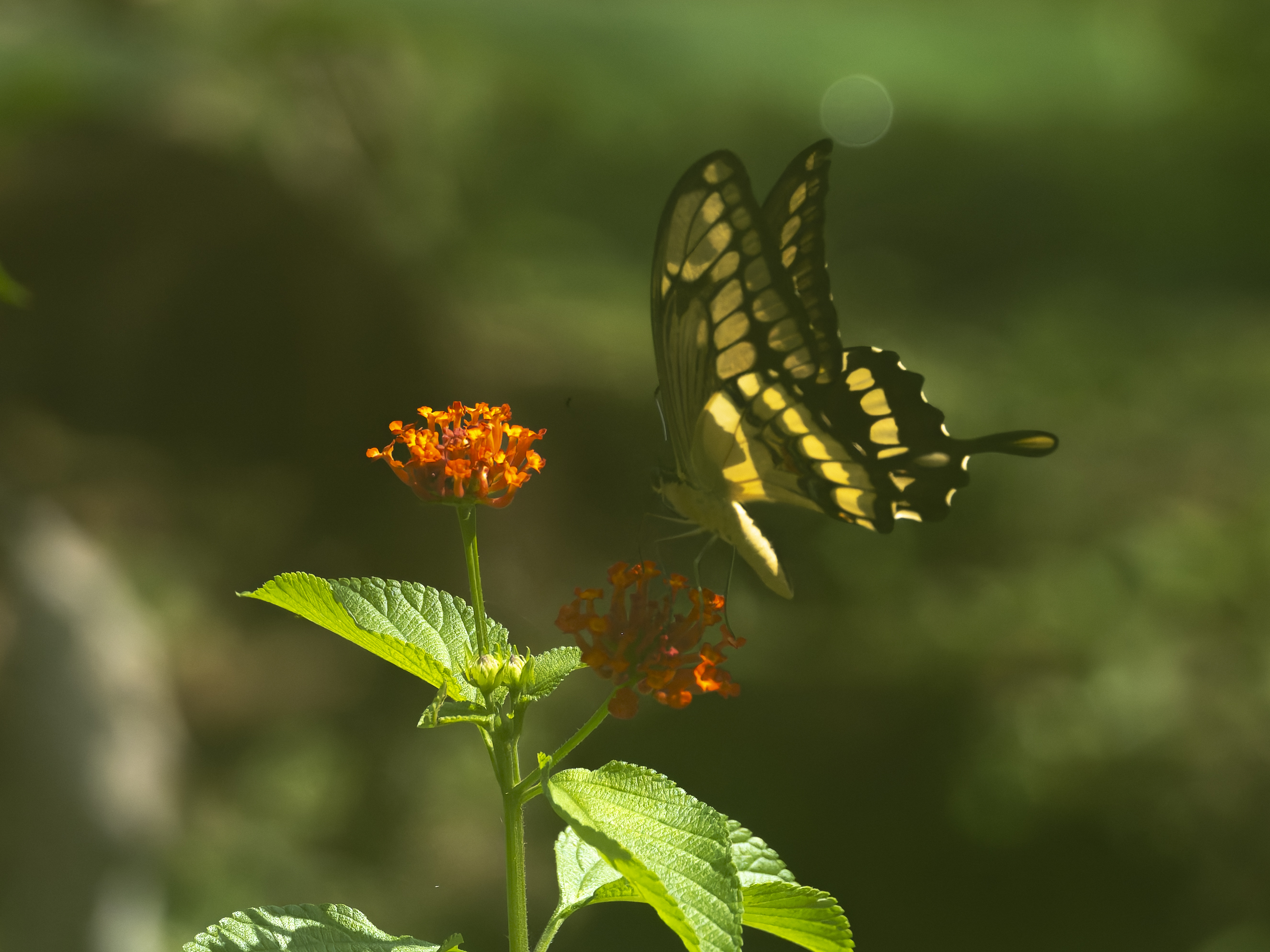 Papilio thoas