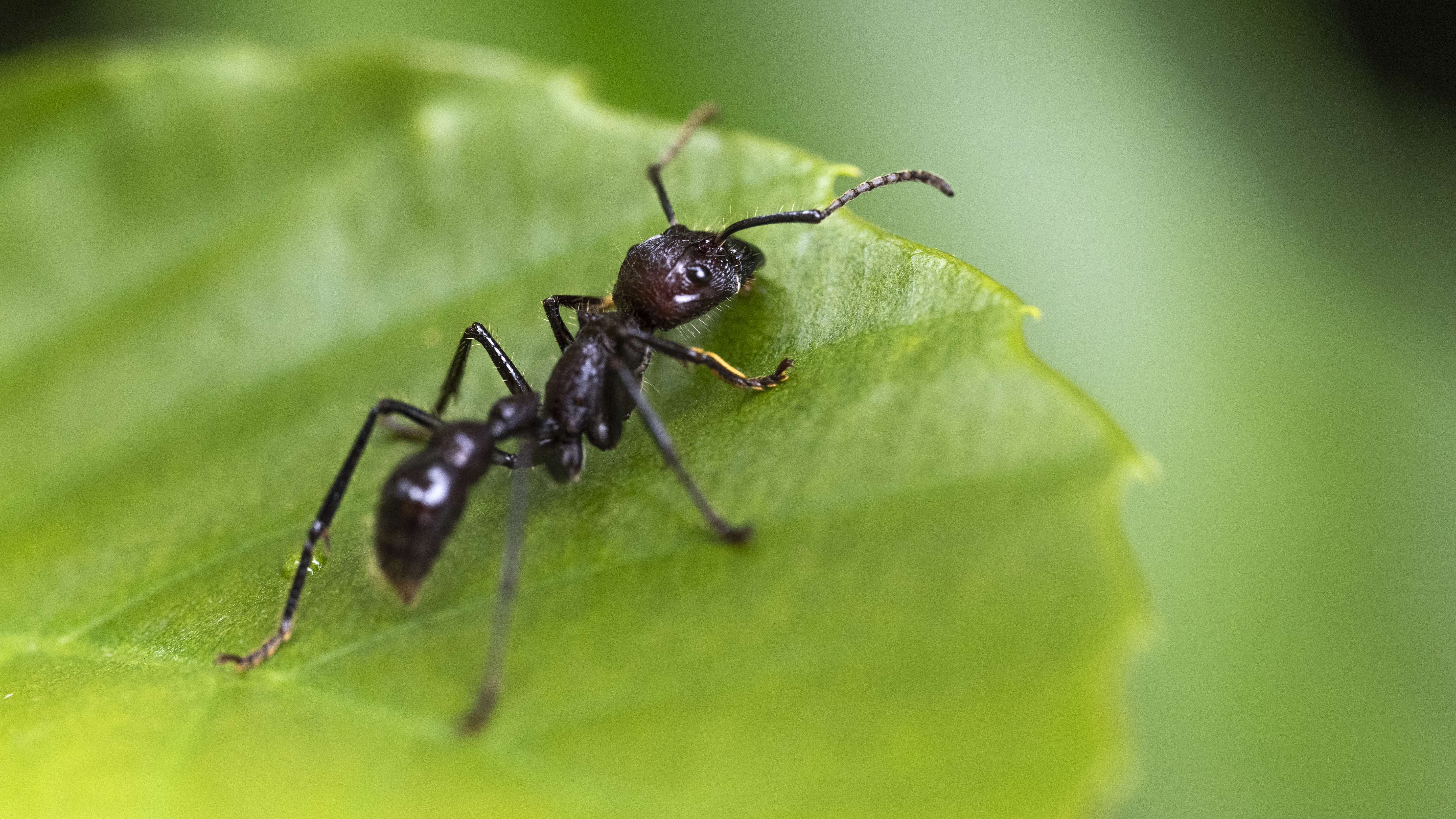 Paraponera clavata