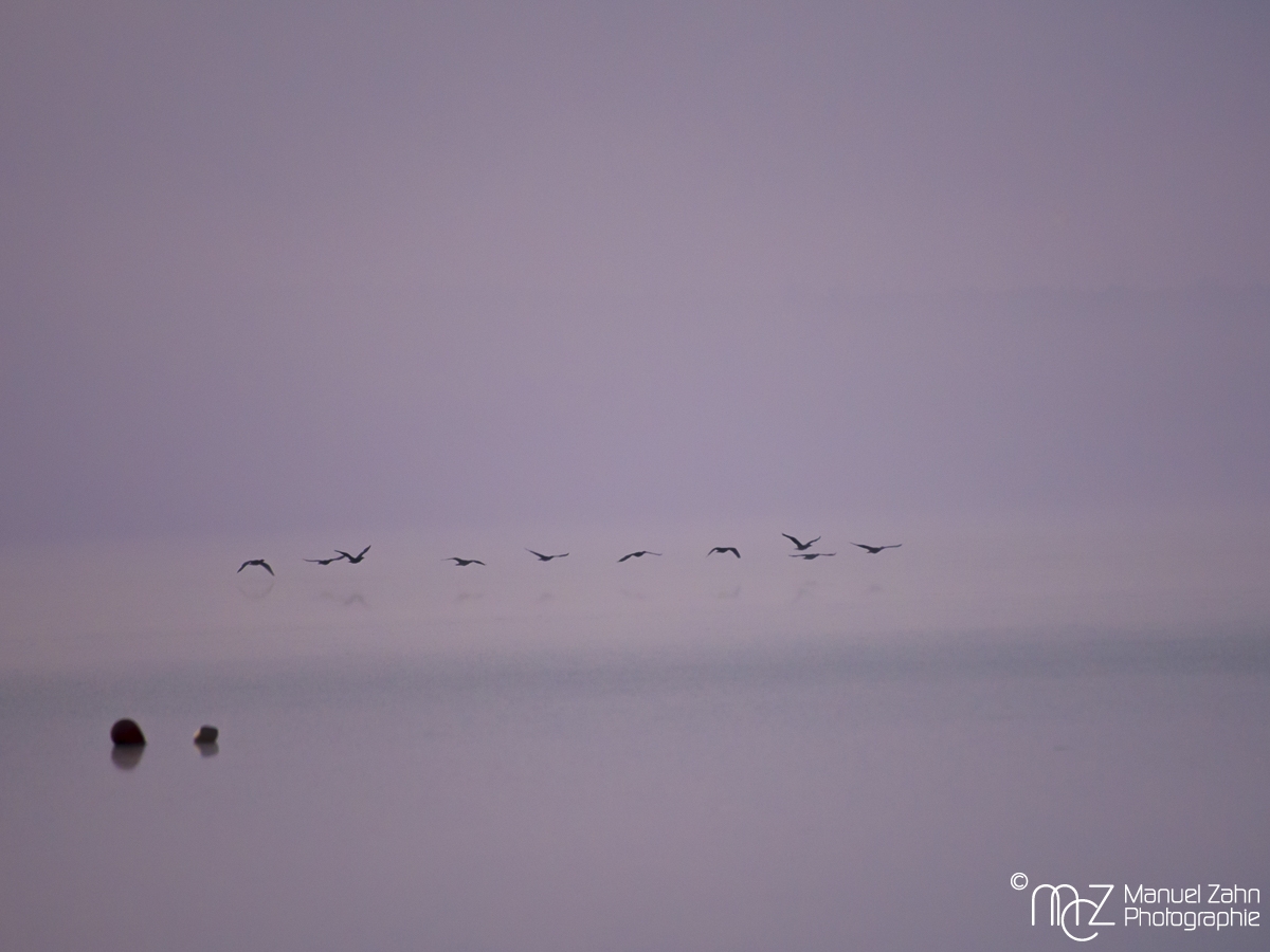 Flugformation im Morgenlicht
