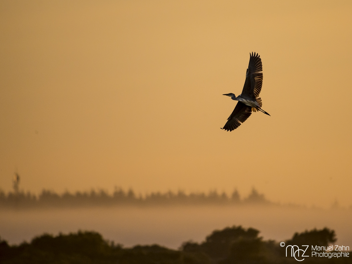 Graureiher - Ardea cinerea - Grey Heron
