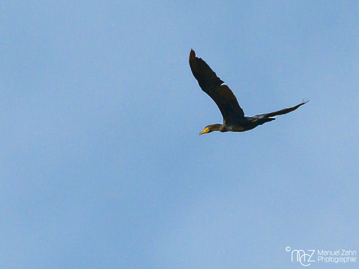 Kormoran
