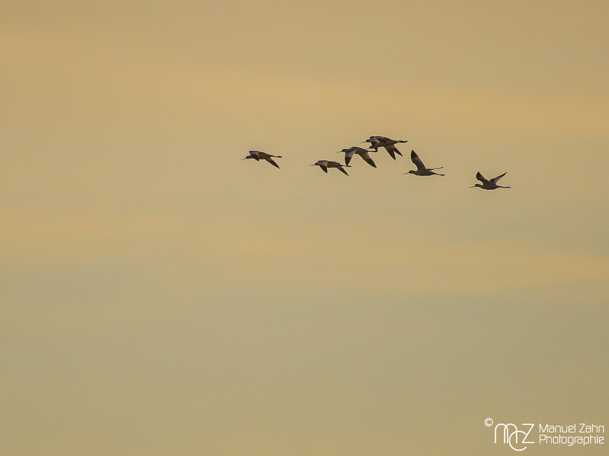 Säbelschnäbler - Recurvirostra avosetta - Pied Avocet_