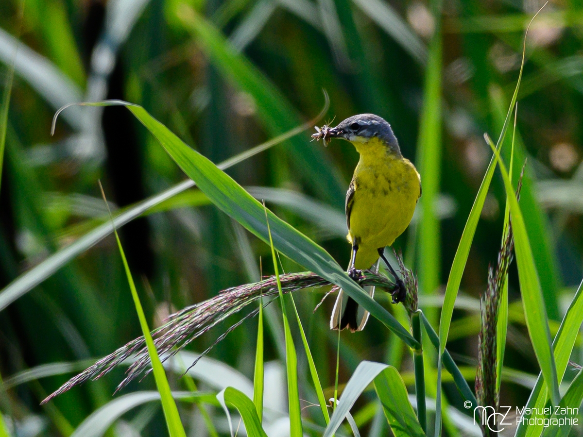 Schafstelze - Motacilla flava - Western Yellow Wagtail-2