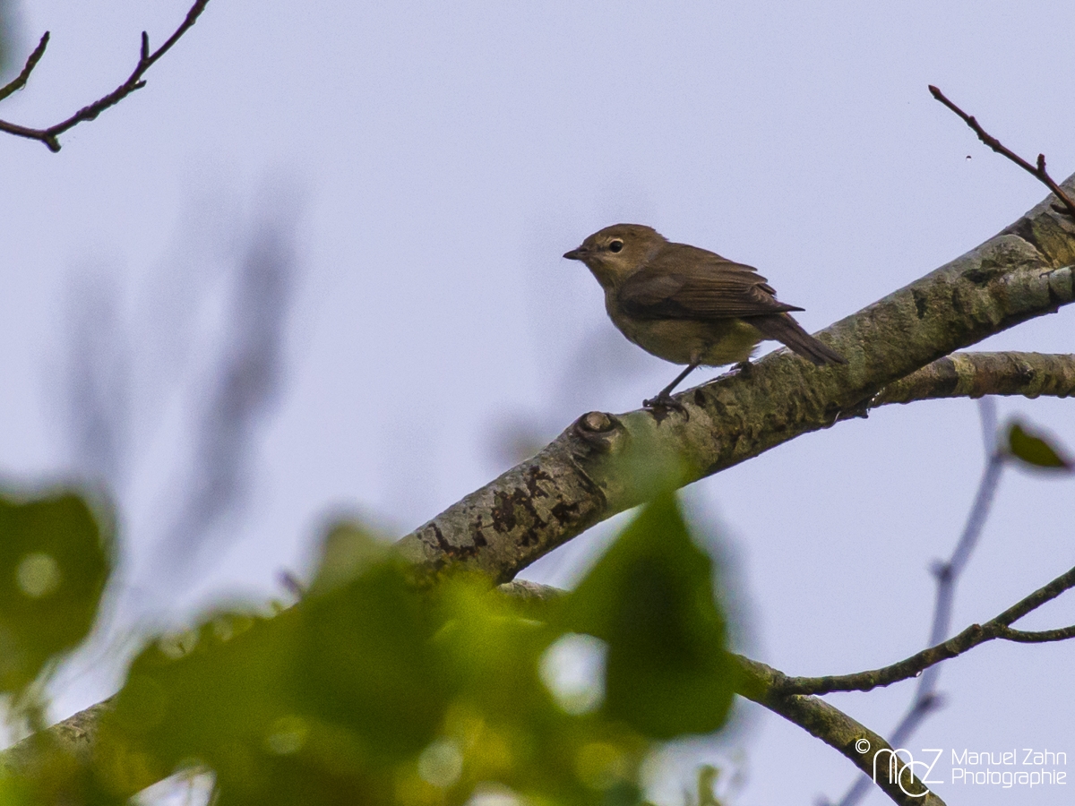 Zipzalp - Phylloscopus collybita - Common chiffchaff