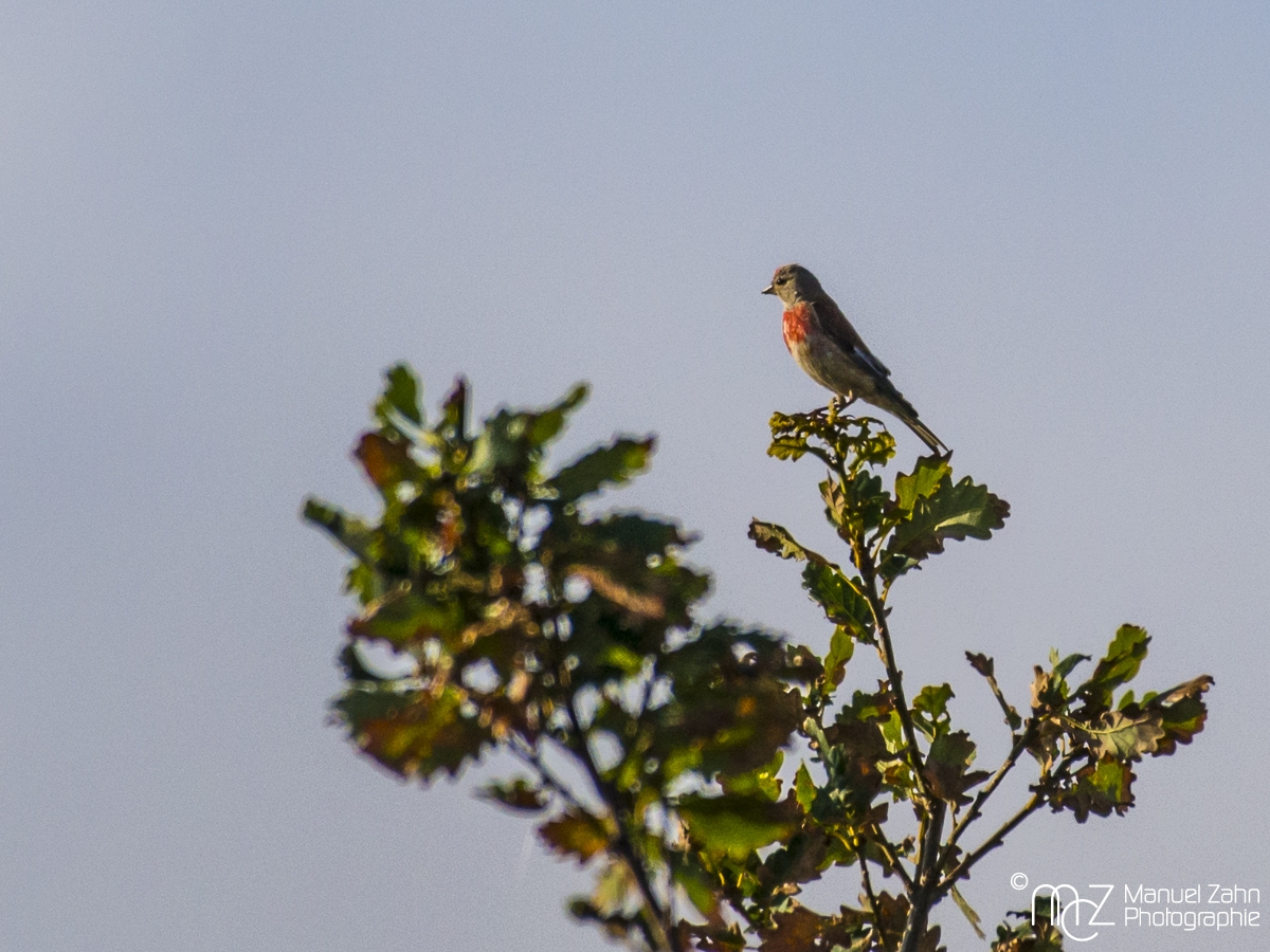 Bluthänfling - Carduelis cannabina - Common linnet_