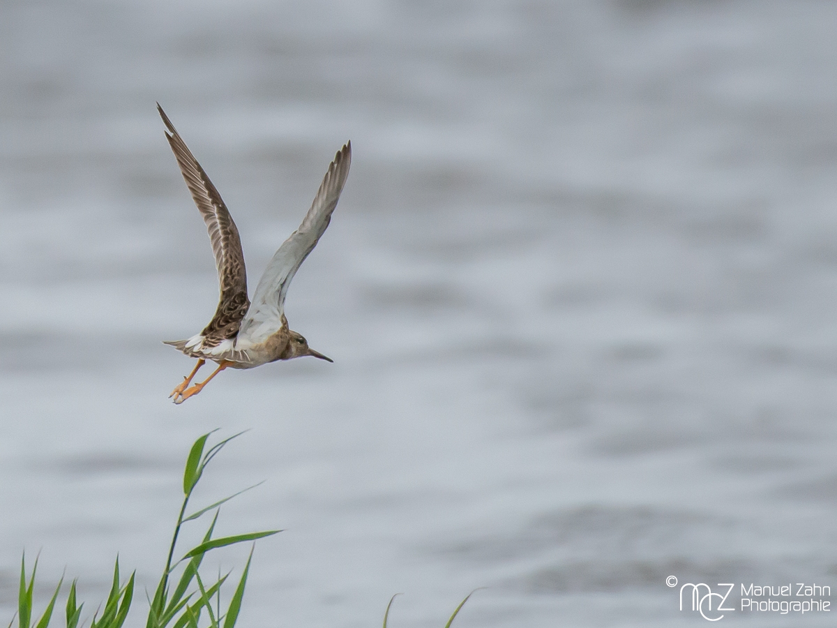 Kampflaeufer - Philomachus pugnax - Ruff