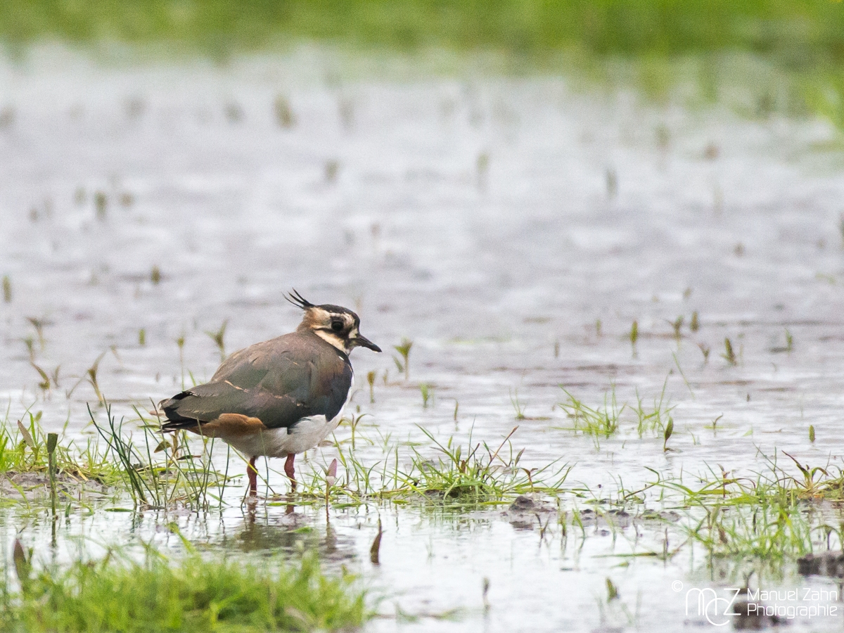 Kiebitz - Vanellus vanellus - Northern Lapwing 02