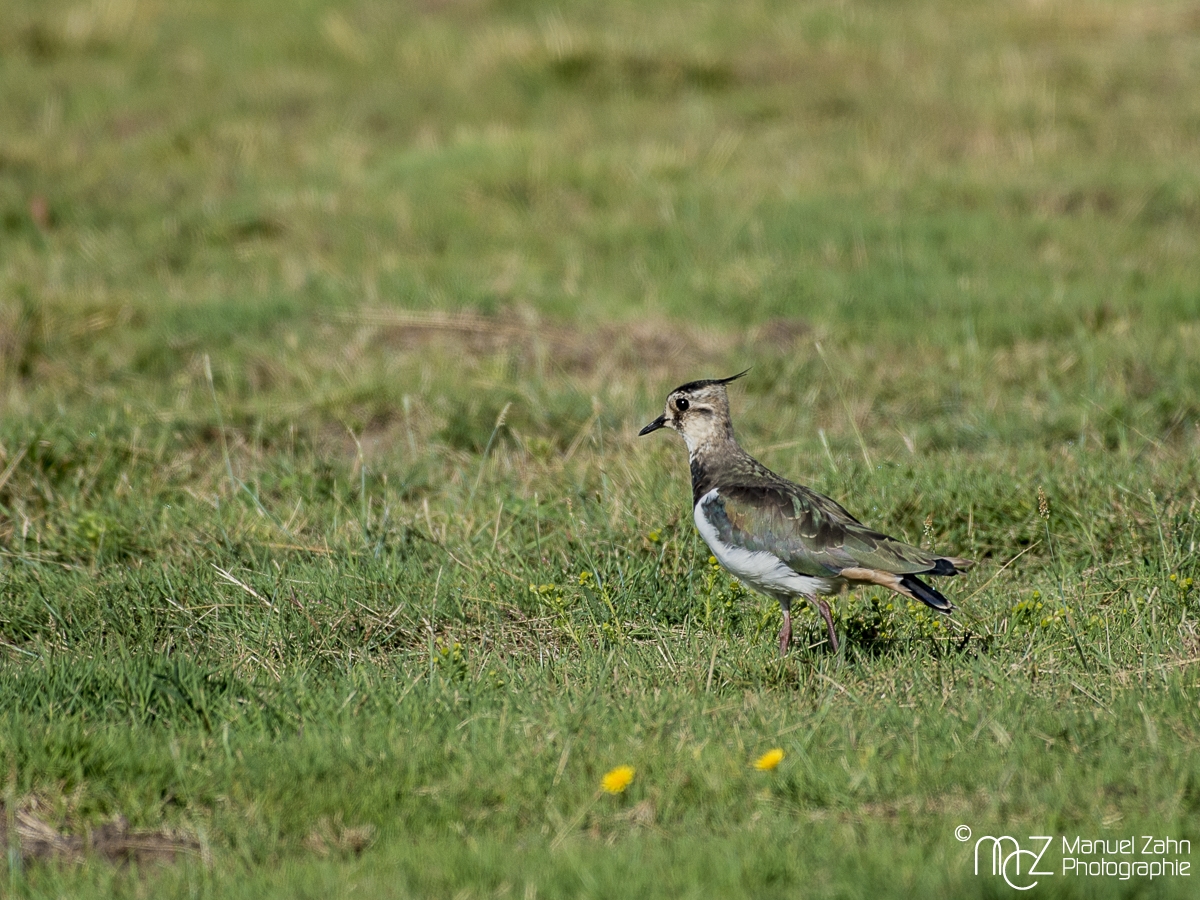 Kiebitz - Vanellus vanellus - Northern Lapwing