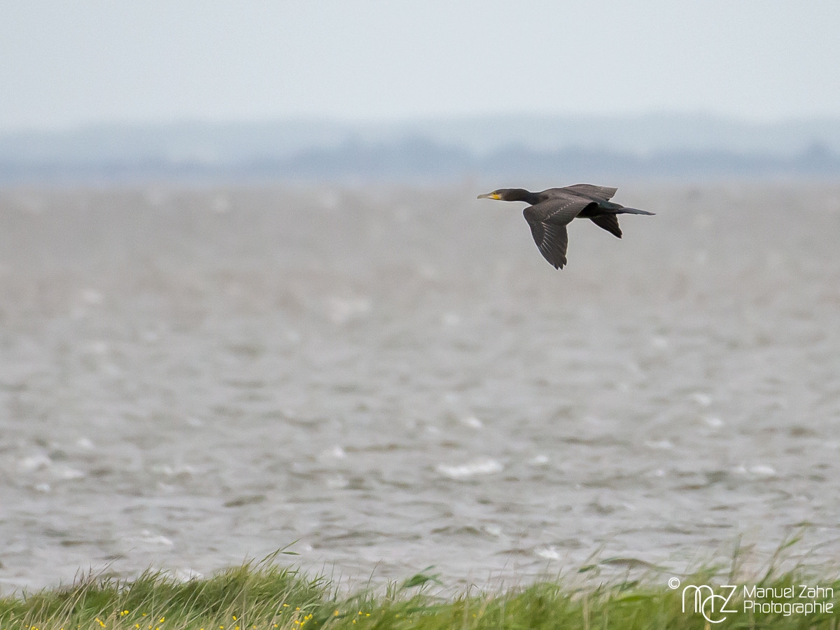 Kormoran - Phalacrocorax carbo - Great Cormorant 03
