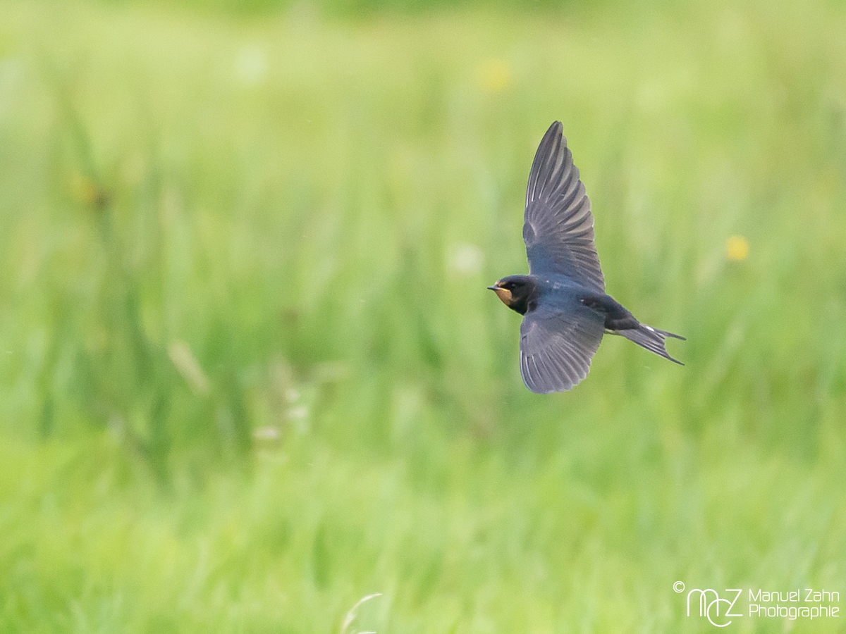 Rauchschwalbe - Hirunda rustica - Barn Swallow 02