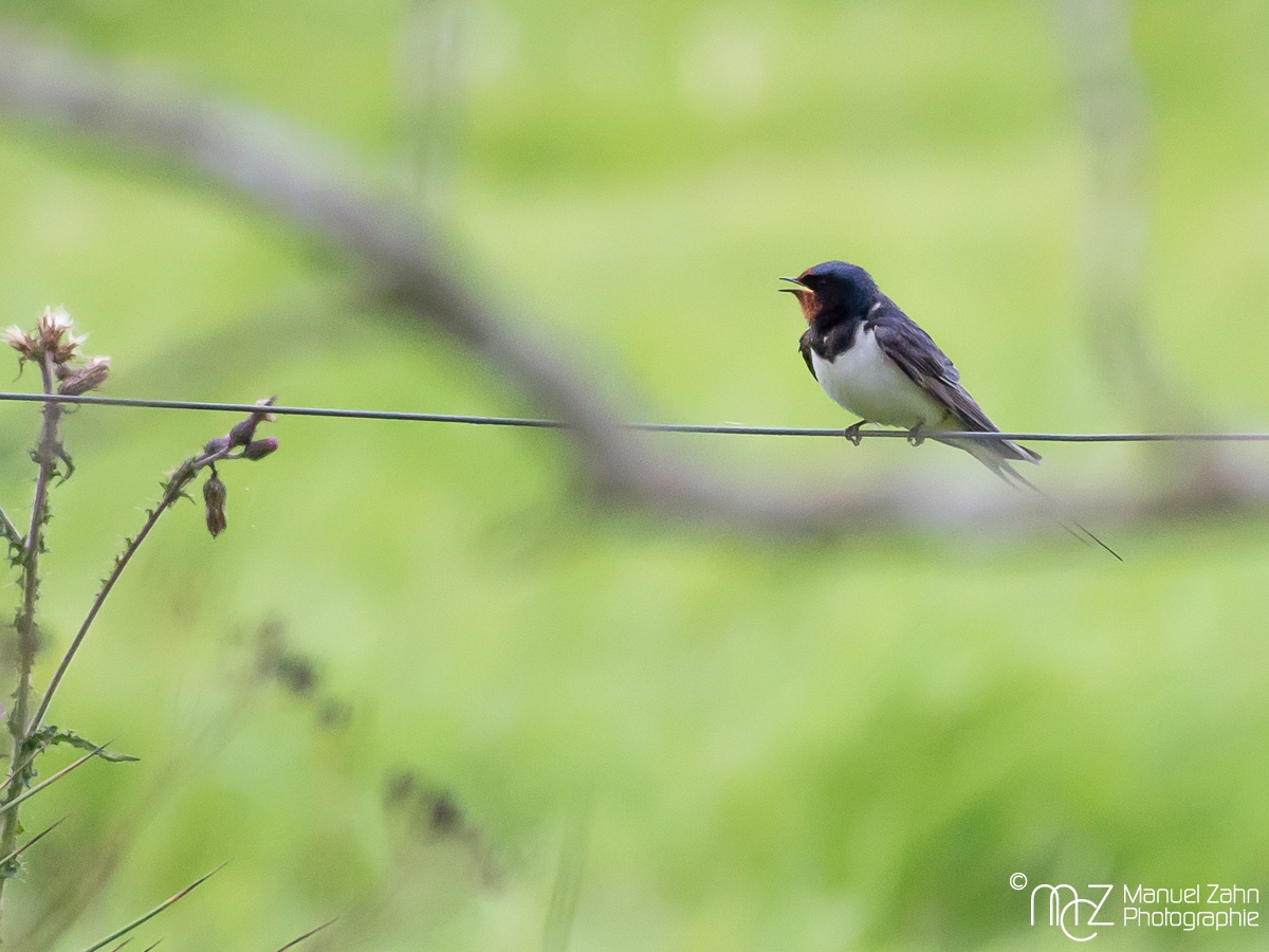 Rauchschwalbe - Hirunda rustica - Barn Swallow 03