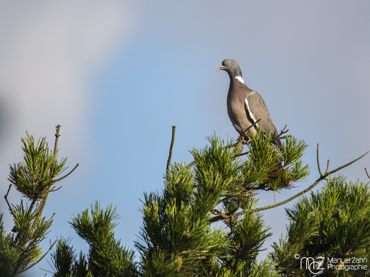 Ringeltaube - Columba palumbus - Common wood pigeon