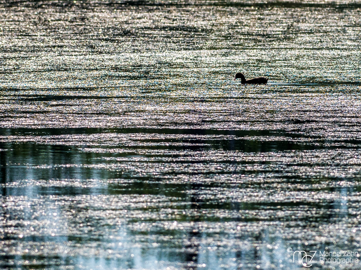 Blässhuhn - Fulica atra - Eurasian Coot