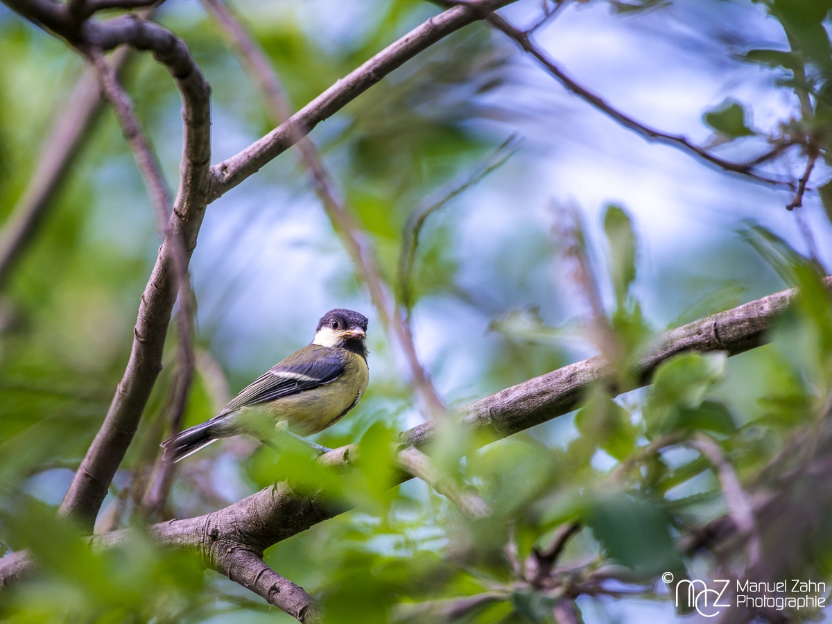Kohlmeise - Parus major - Great tit
