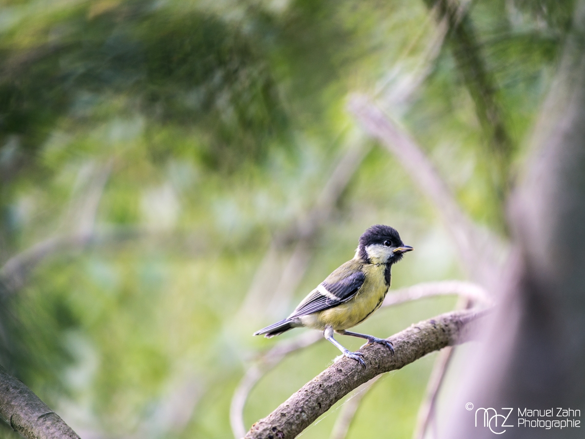 Kohlmeise, juvenil - Parus major - Great tit_