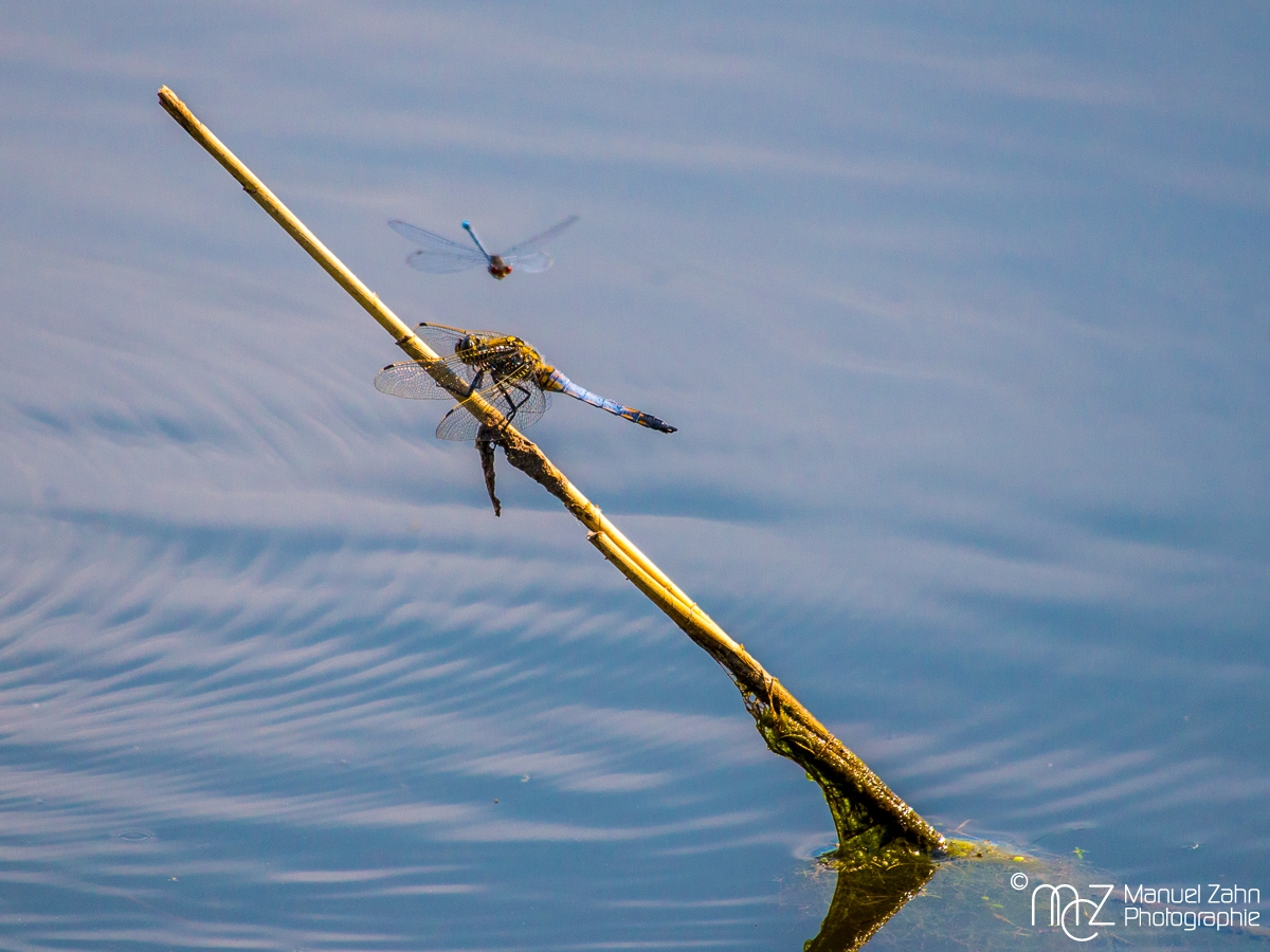 Libelle1