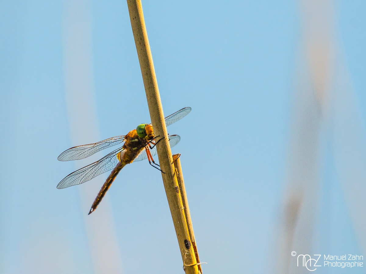 Libelle2