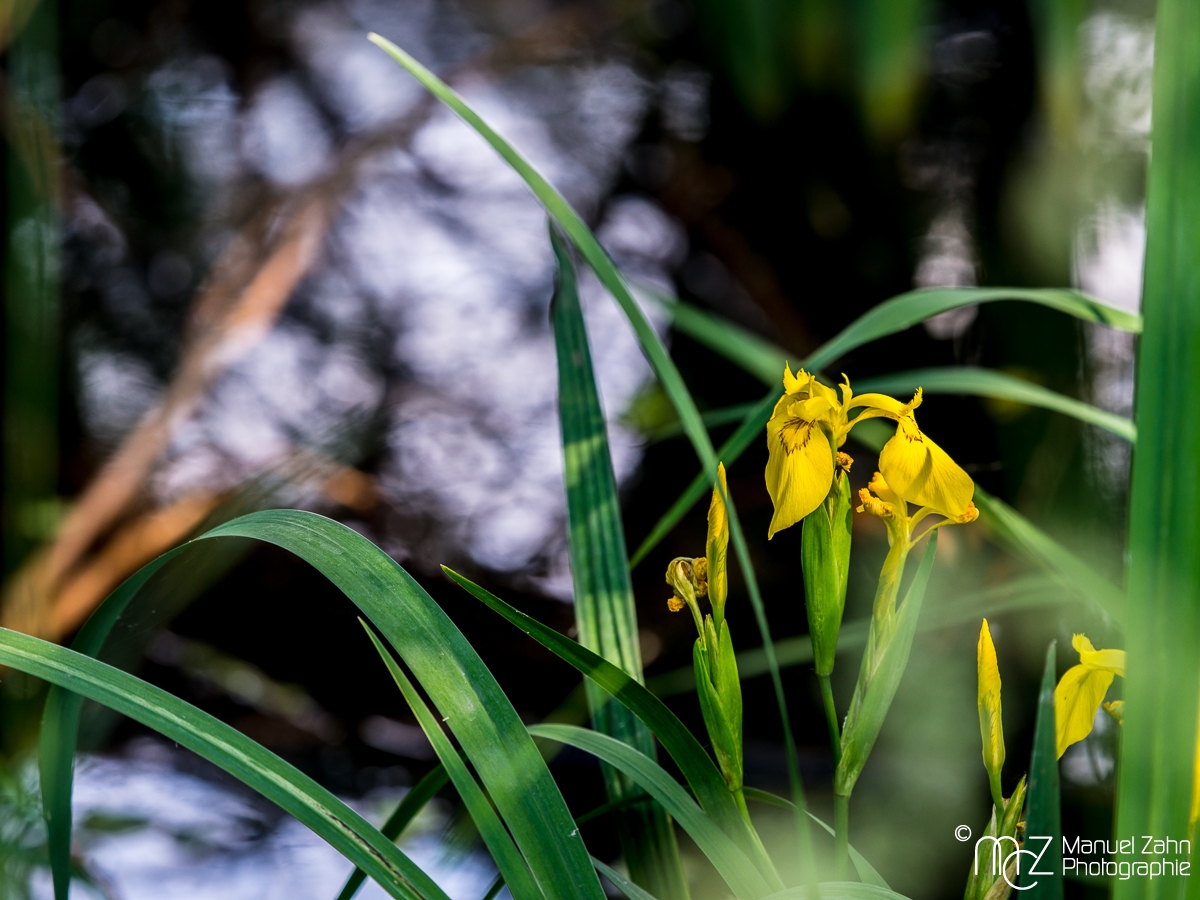 Sumpf-Schwertlilie - Iris pseudacorus – Yellow flag