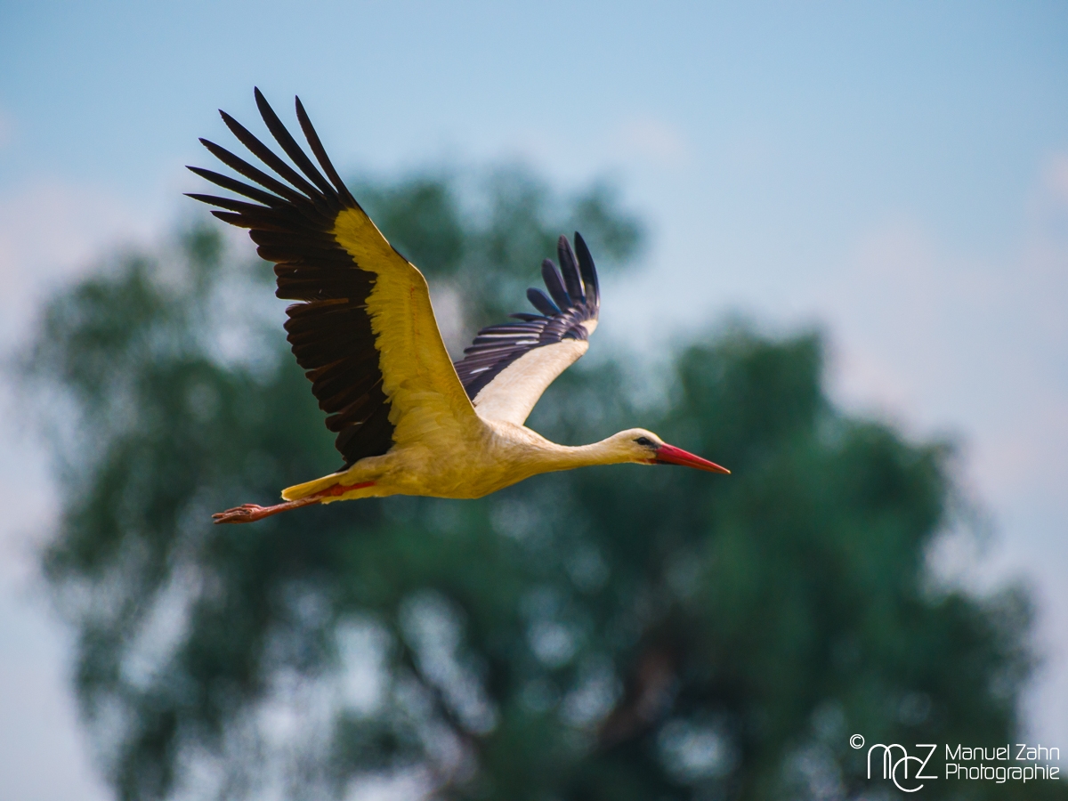 Weißstorch - Ciconia ciconia - White stork