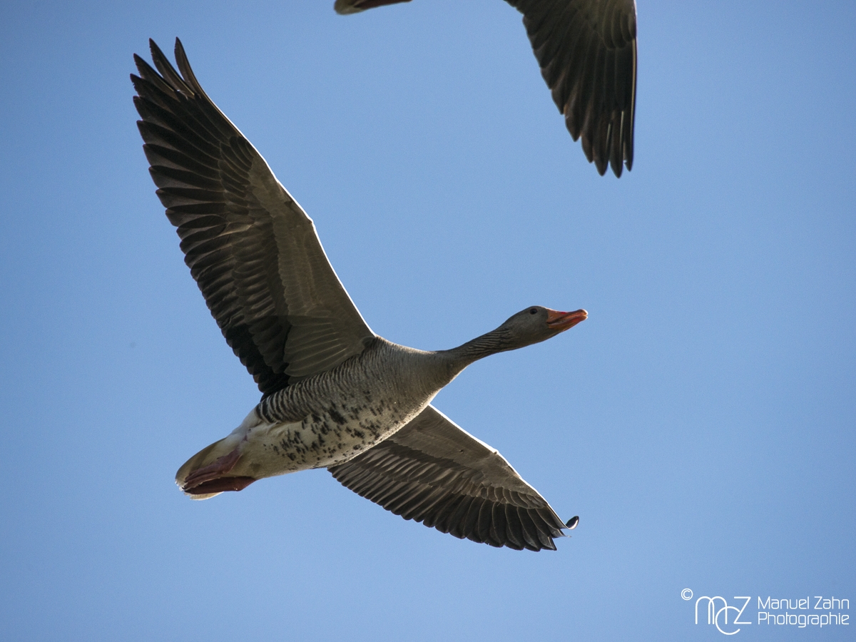 Graugans - Anser anser - Greylag goose