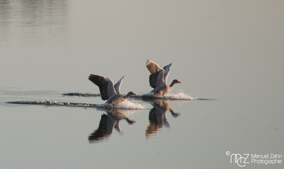 Graugans - Anser anser - Greylag goose 02