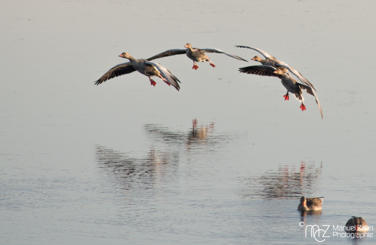 Graugans - Anser anser - Greylag goose