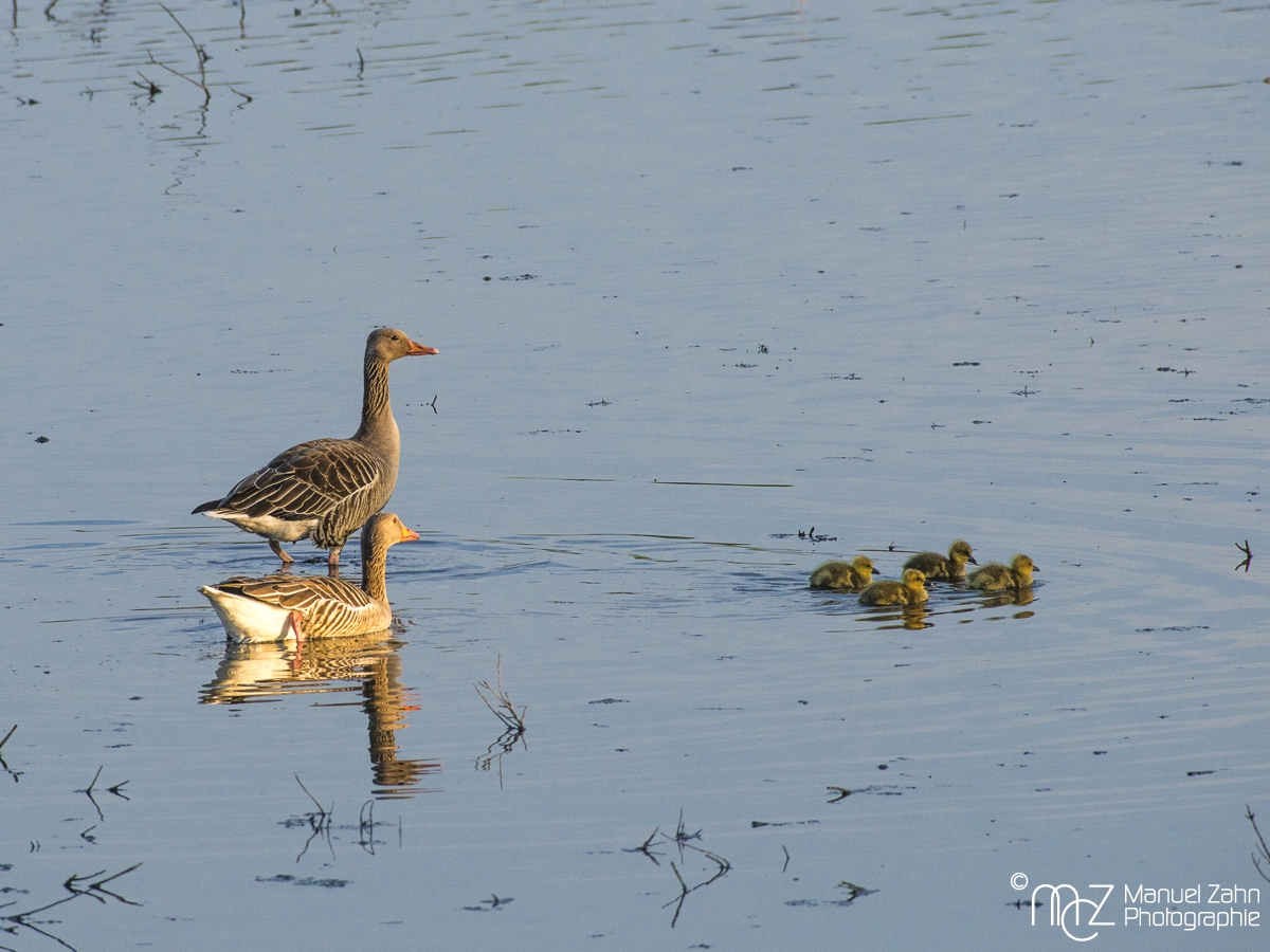 Graugans - Anser anser - Greylag goose_