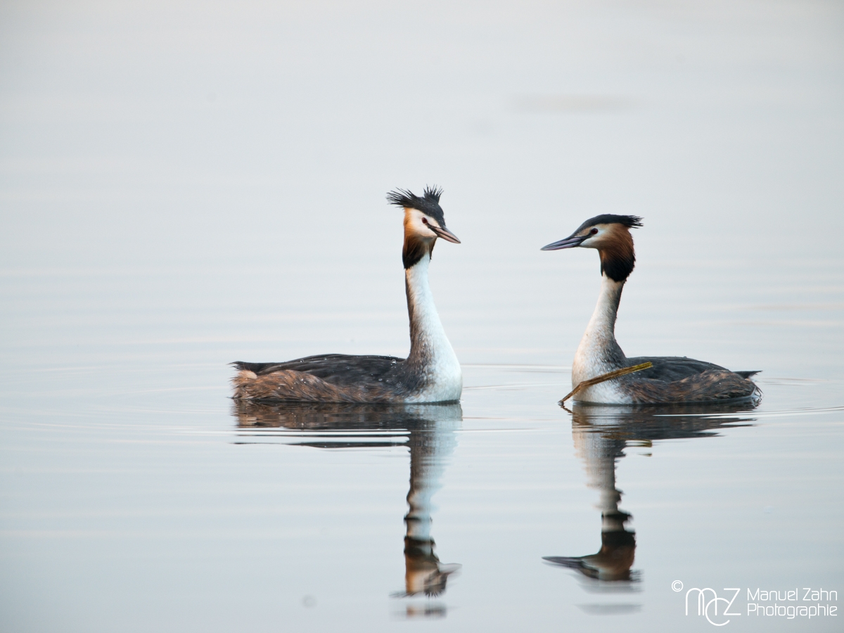 Haubentaucher in der Balz - Podiceps cristatus - Great Crested Grebe