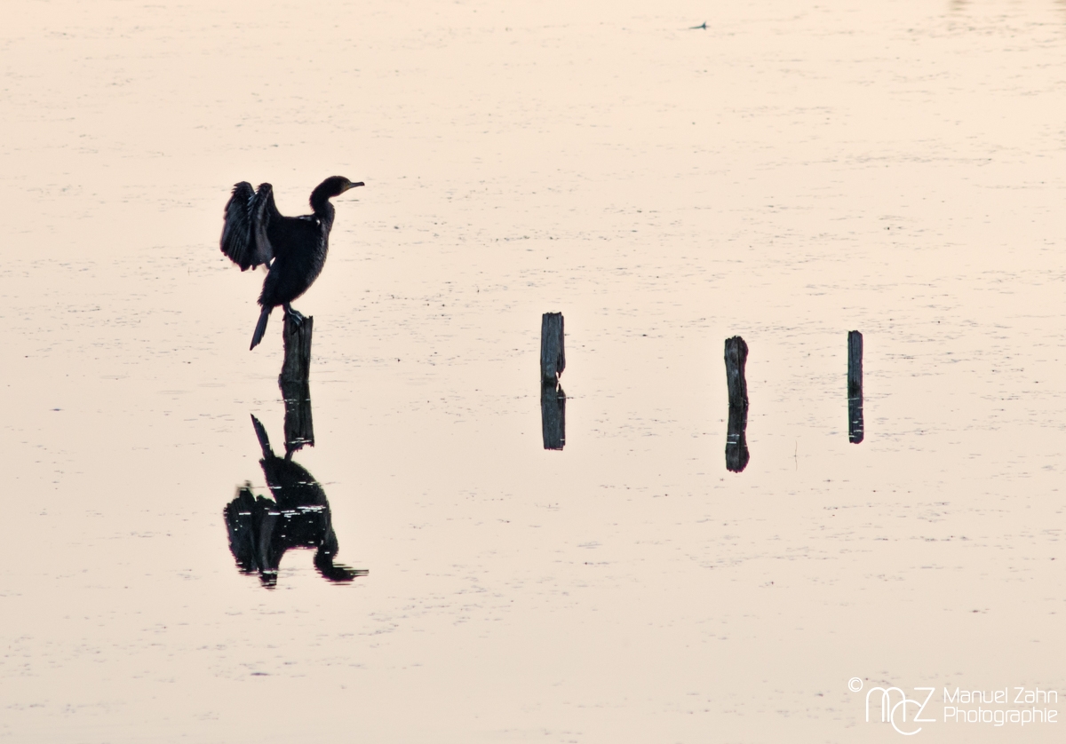 Kormoran - Phalacrocorax carbo - Great Cormorant 02