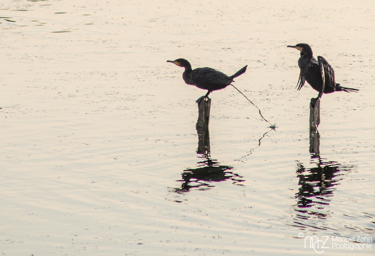 Kormoran - Phalacrocorax carbo - Great Cormorant