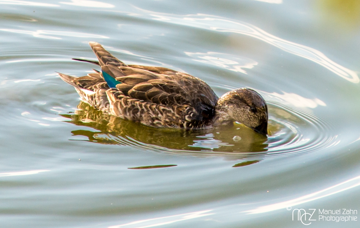 Krickente - Anas crecca - Eurasian Teal