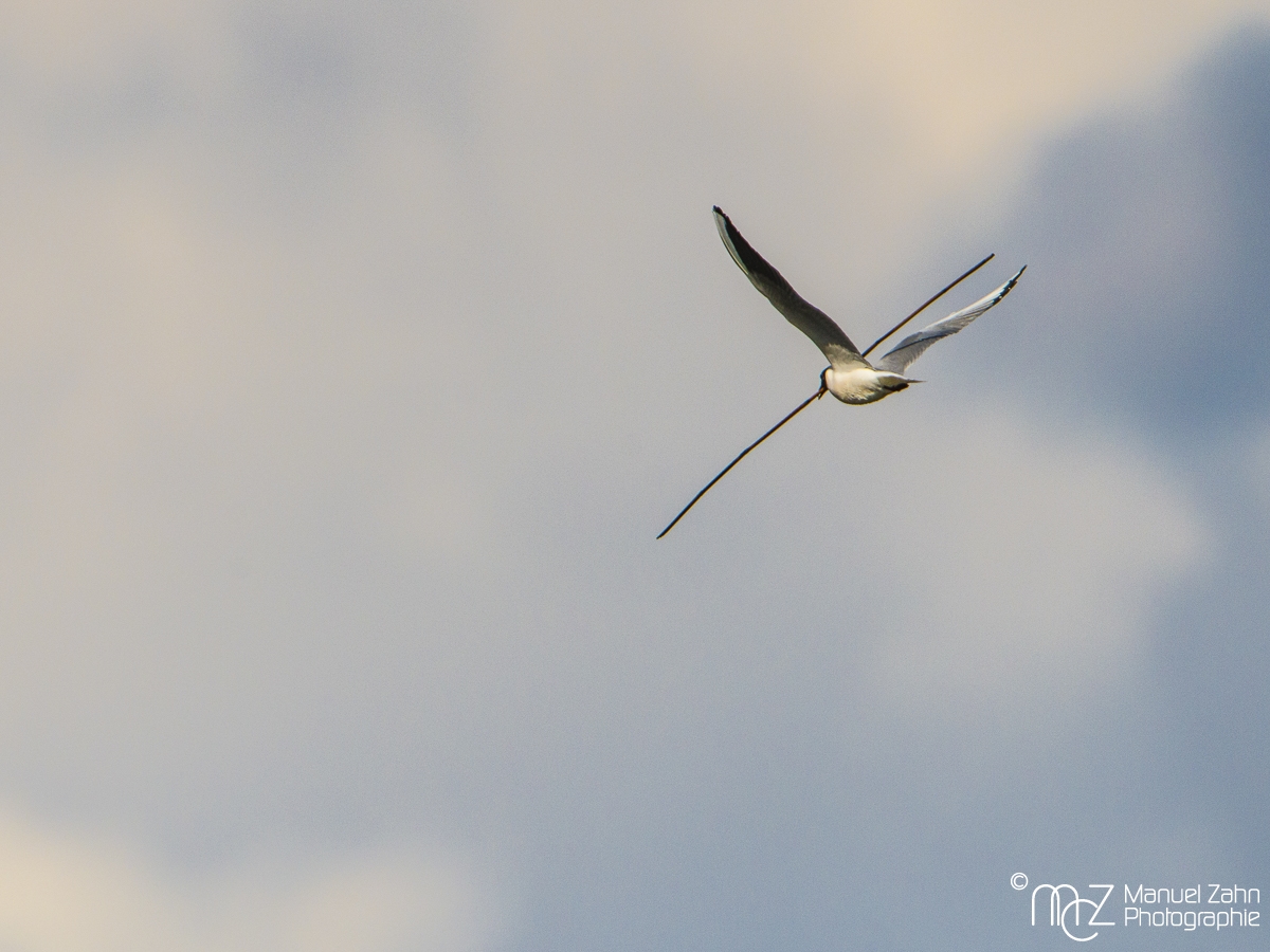 Lachmoewe - Chroicocephalus ridibundus - Black-headed gull