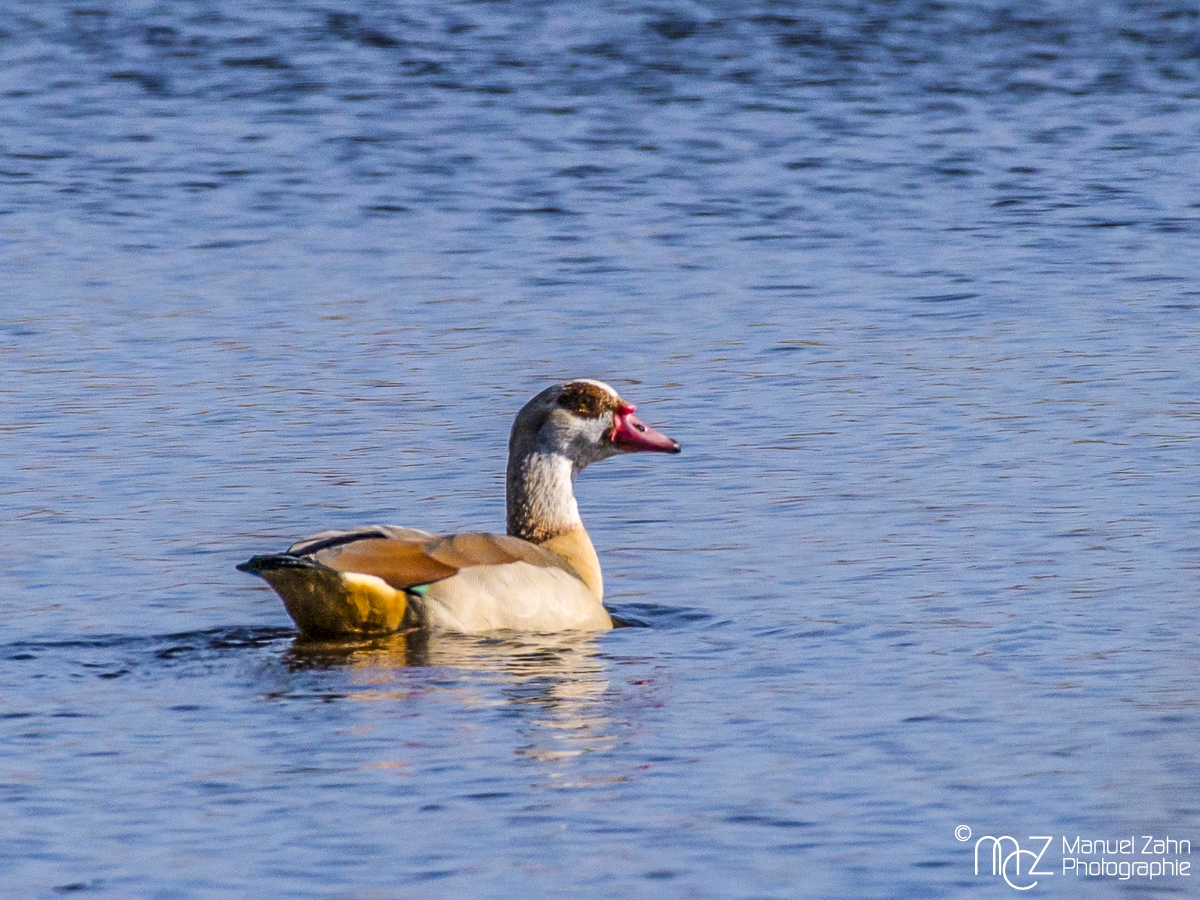 Nilgans - Alopochen aegyptiaca - Egyptian goose