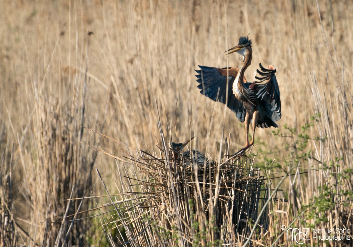 Purpurreiher - Ardea purpurea - Purple Heron 02