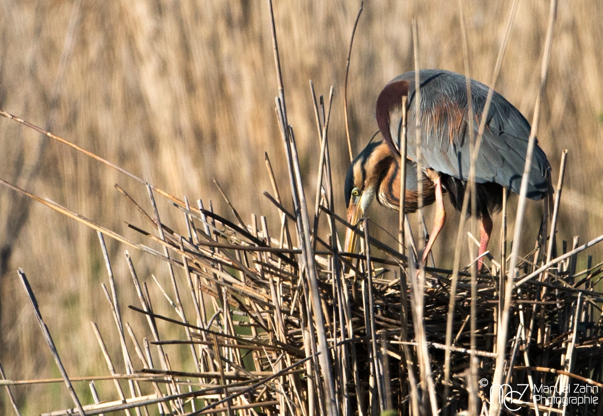Purpurreiher - Ardea purpurea - Purple Heron 06