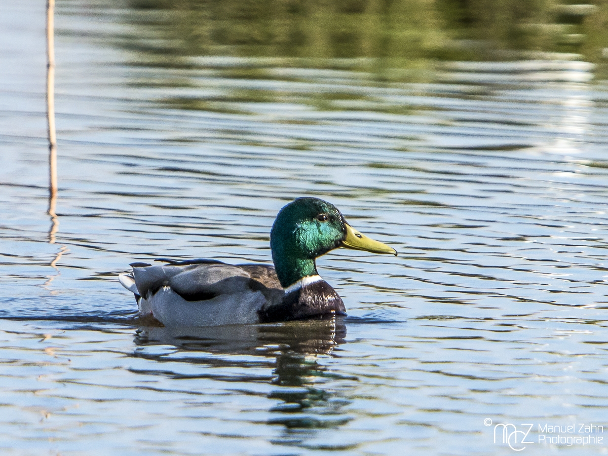 Stockente (männlich) - Anas platyrhynchos - Mallard (male)_