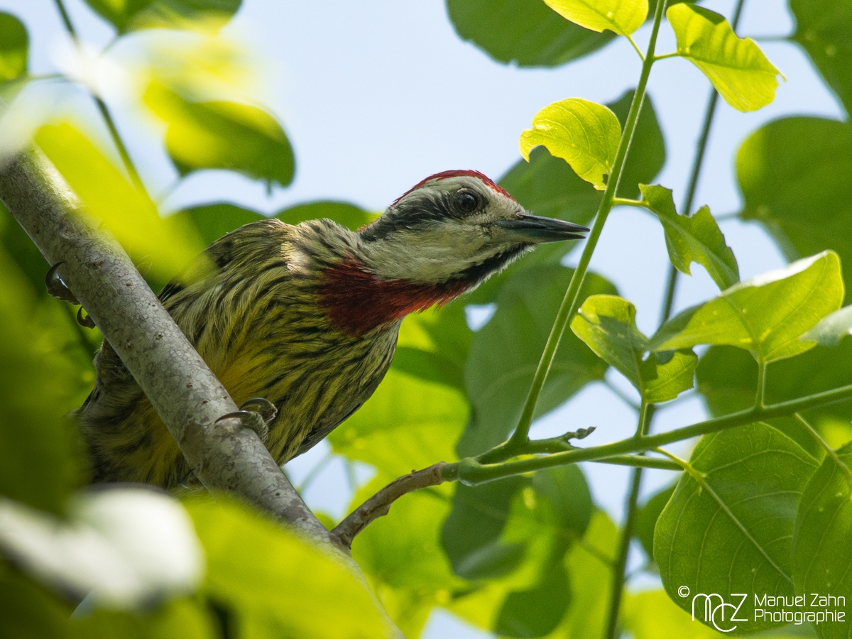 Cuban_Green_Woodpecker-02