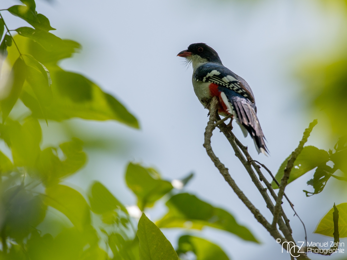 Cuban_Trogon-03