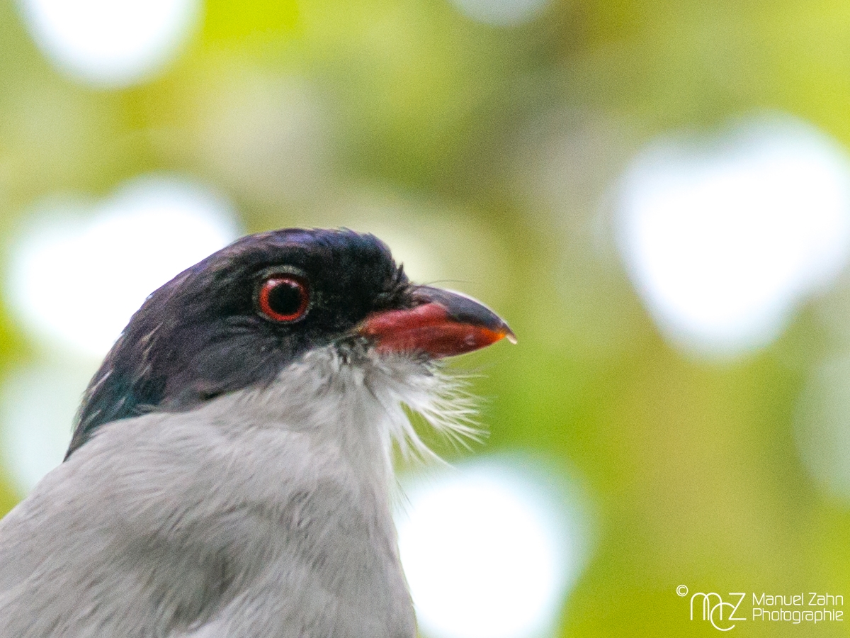 Cuban_Trogon-06