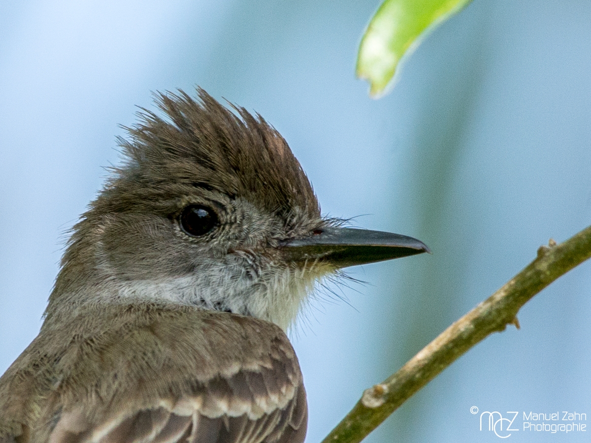 La Sagra's Flycatcher - Myiarchus sagrae - Kubaschopftyrann