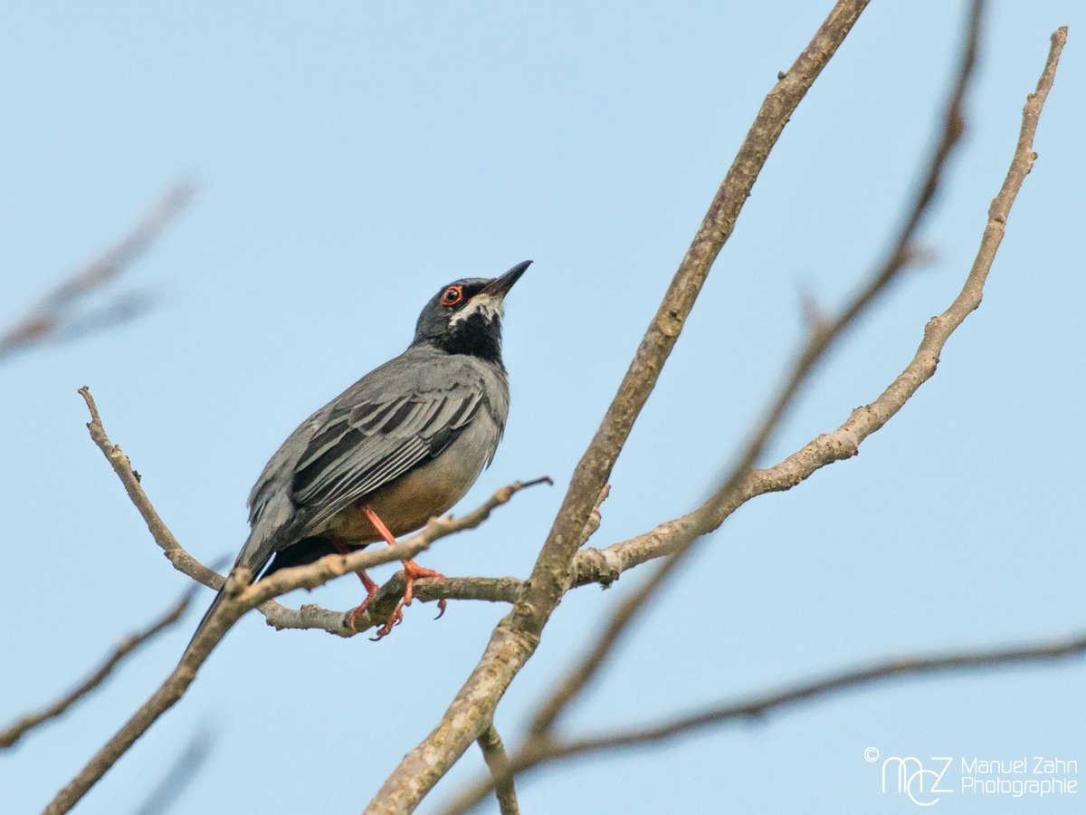 Red-legged_Thrush-04
