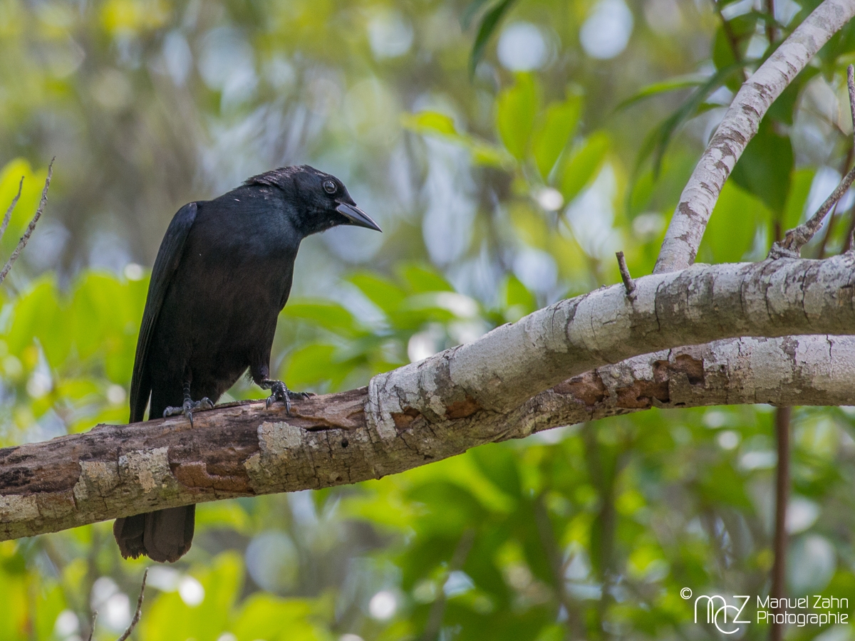 Cuban_Blackbird