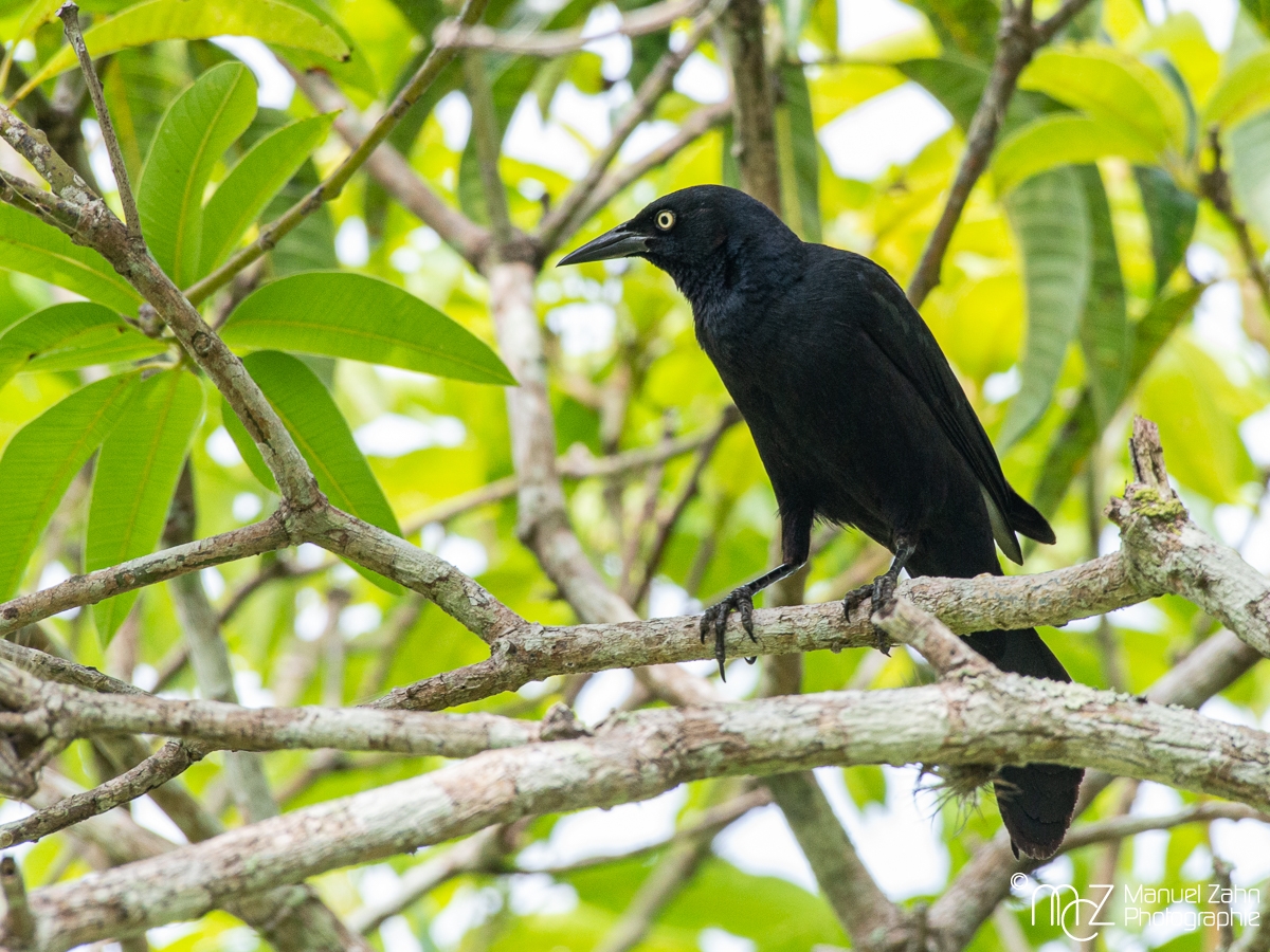 Greater Antillean Grackle
