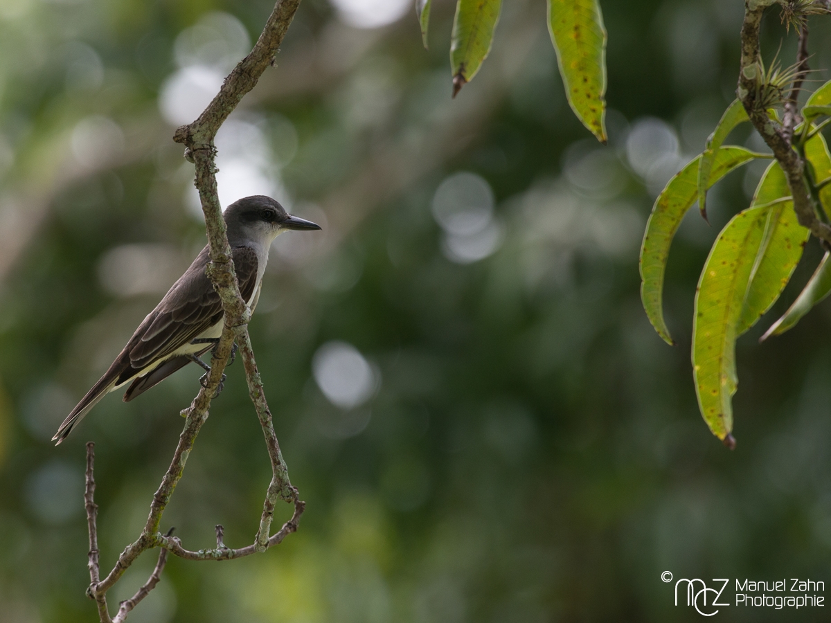 Loggerhead_Kingbird-06