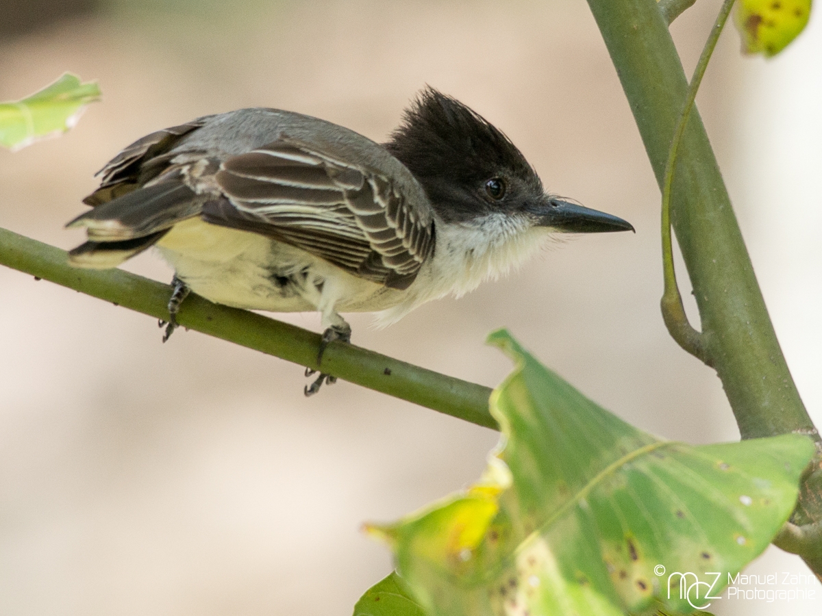 Loggerhead_Kingbird-07