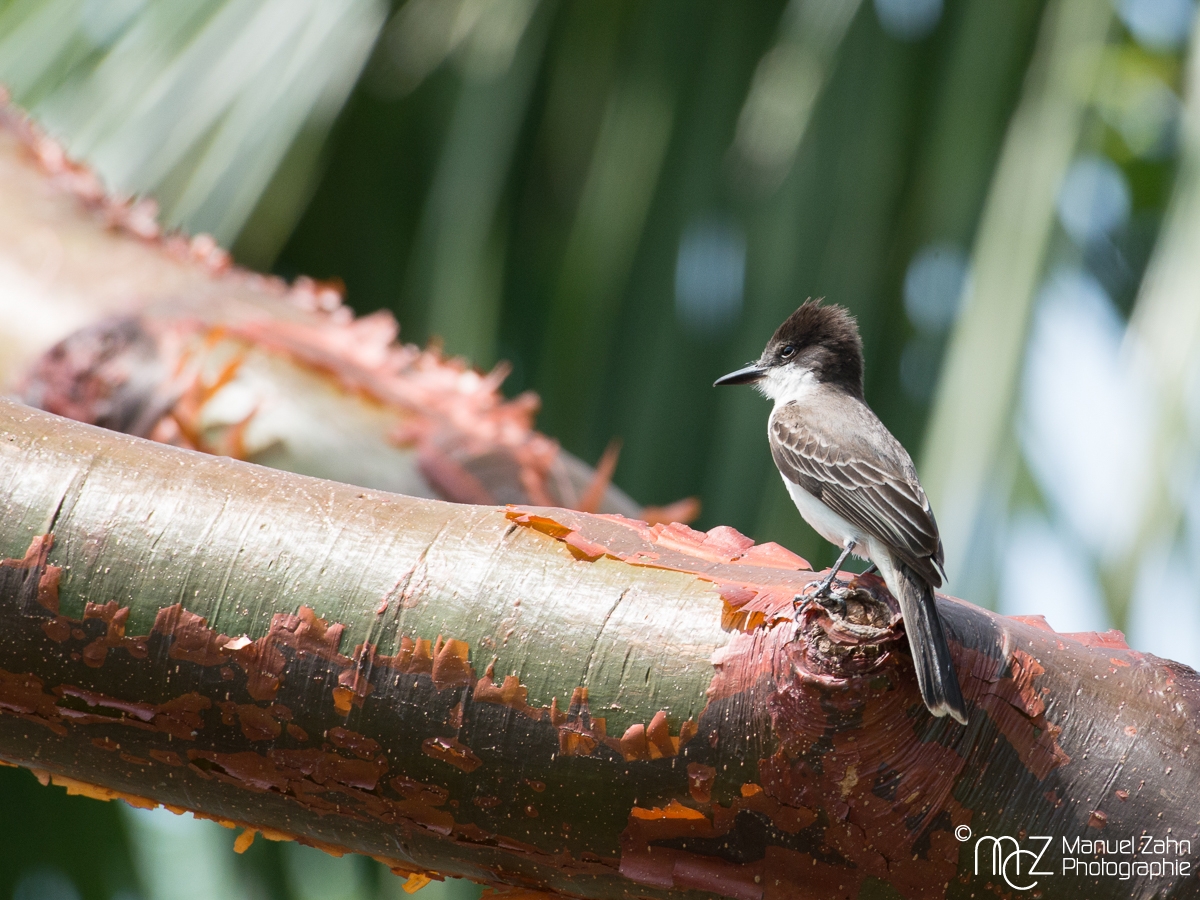 Loggerhead_Kingbird-08
