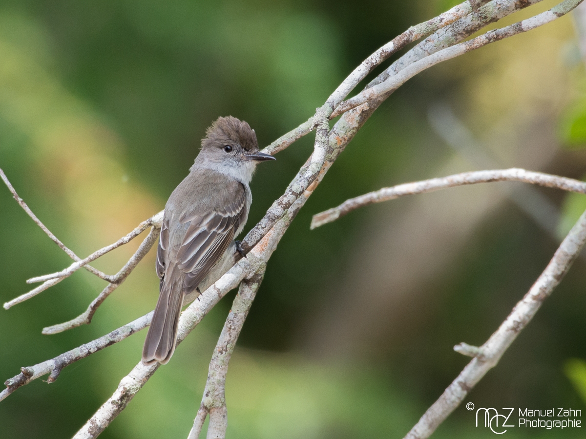 Loggerhead_Kingbird-09