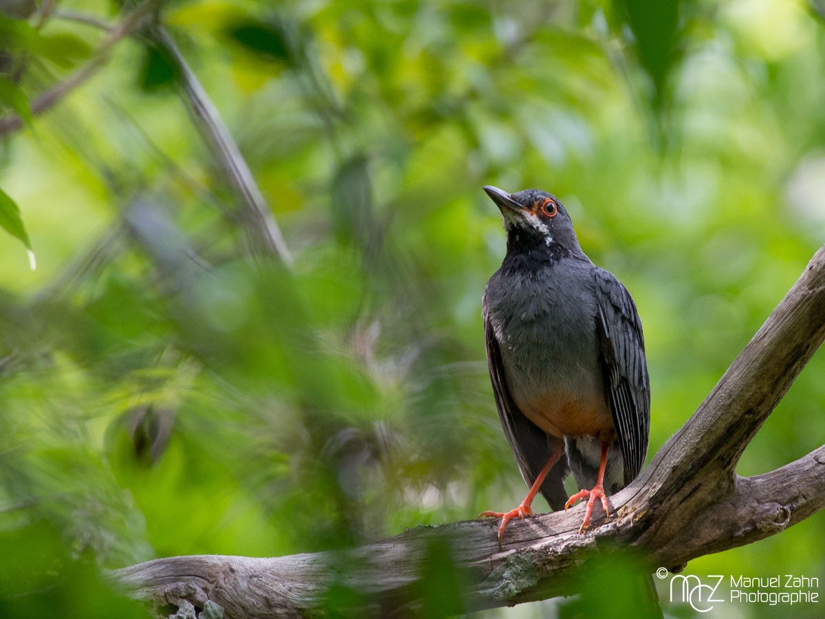 Red-legged_Thrush-01