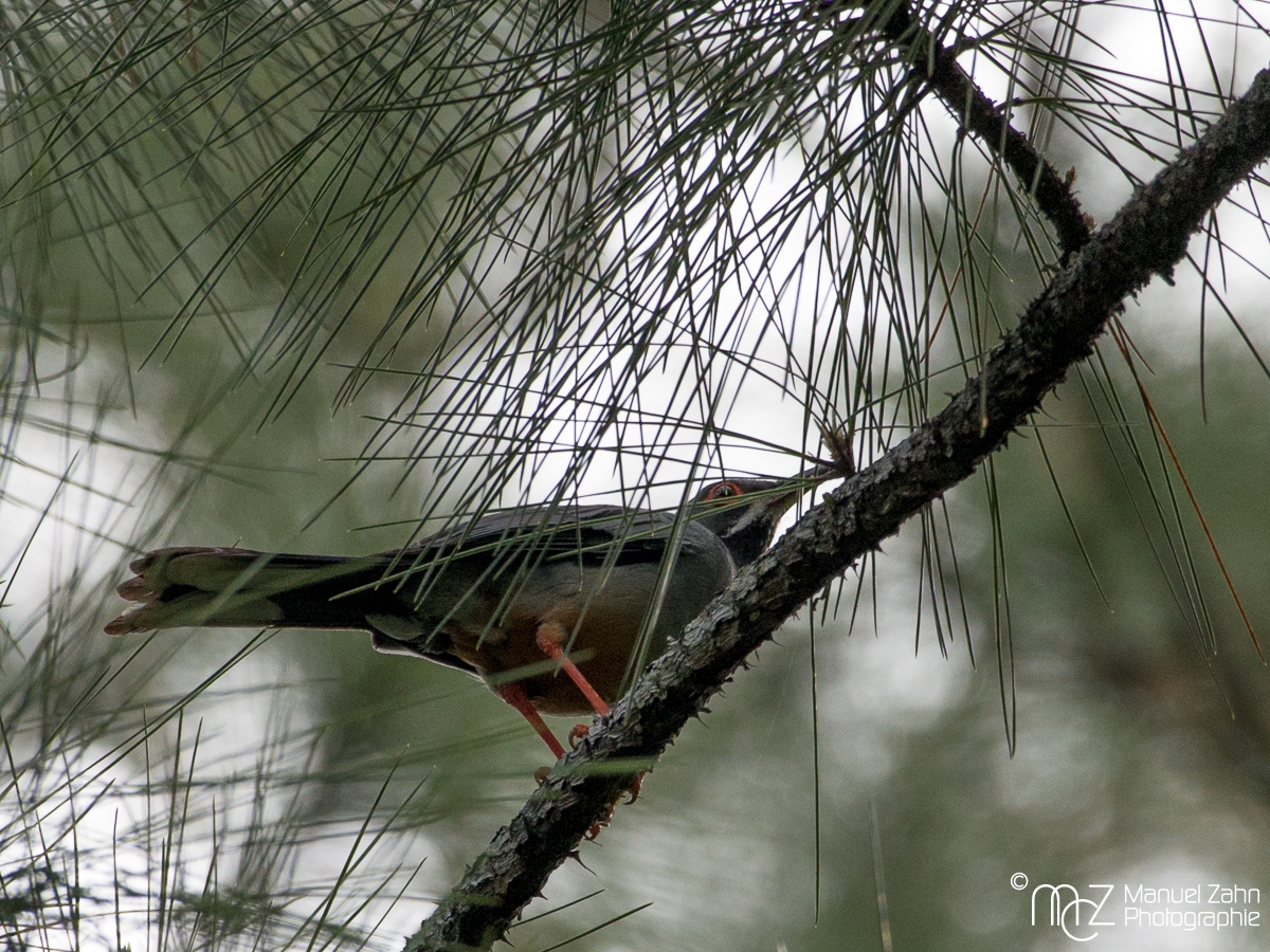 Red-legged_Thrush-02